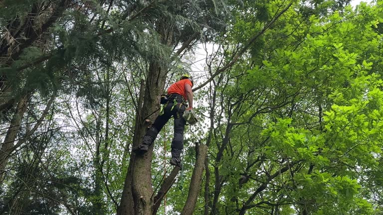 How Our Tree Care Process Works  in Barnesville, MN